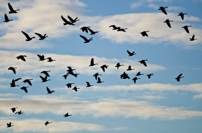 migrating geese