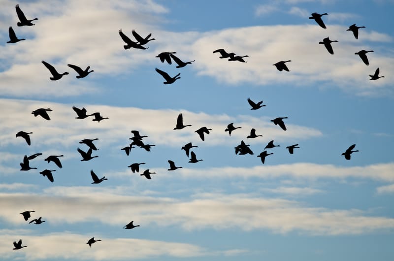 migrating geese